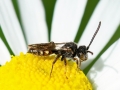 Nomada spp.