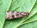 Nomophila noctuella