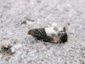 Notocelia_cynosbatella.jpg