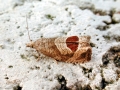 Notocelia_uddmanniana.jpg