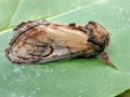 Notodontia_ziczac.jpg