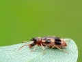 Notoxus_monoceros.jpg