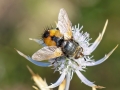 Nowickia ferox