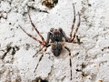 Nuctenea umbratica