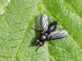 Nyctia_halterata_Weibchen.jpg