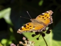 Nymphalis_polychloros.jpg