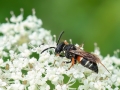 Nysson_maculosus_Weibchen.jpg