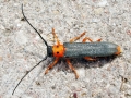 Oberea_oculata.jpg