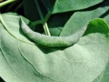 Obolodiplosis_robiniae.jpg