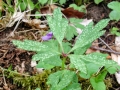 Ochropsora_ariae.jpg