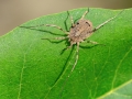 Odiellus spinosus