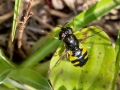 Odontomyia_annulata.jpg