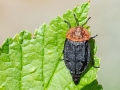 Oeceoptoma_thoracicum.jpg