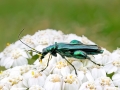 Oedemera_nobilis_Maennchen.jpg