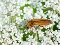 Oedemera podagrariae