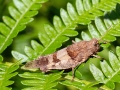 Oedipoda_caerulescens_Weibchen.jpg