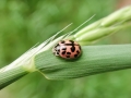 Oenopia_conglobata.jpg