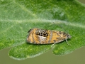 Olethreutes arcuella