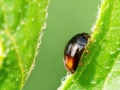 Olibrus_spp.jpg