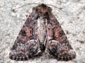 Oligia_versicolor.jpg