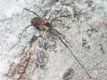 Oligolophus hanseni