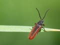 Omalisus_fontisbellaquaei.jpg