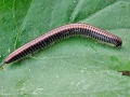 Ommatoiulus sabulosus