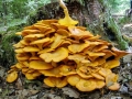 Omphalotus_olearius.jpg