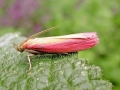 Oncocera semirubella