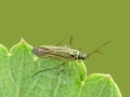 Oncotylus_viridiflavus.jpg