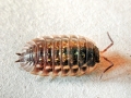 Oniscus asellus