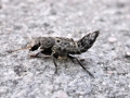 Ontholestes_murinus.jpg