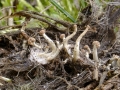 Onygena corvina