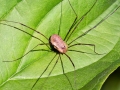 Opilio_canestrinii_Weibchen.jpg