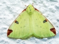 Opisthograptis_luteolata.jpg