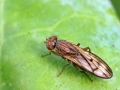 Opomyza_germinationis_Weibchen.jpg