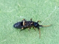 Orchesella_cincta.jpg