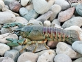 Orconectes_limosus.jpg