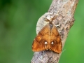 Orgyia antiqua