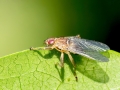 Ornithomya avicularia