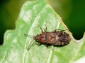 Orsillus_depressus.jpg