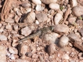 Orthetrum_brunneum_Weibchen.jpg