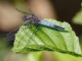 Orthetrum cancellatum