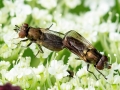 Orthonevra_nobilis.jpg