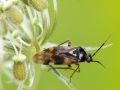Orthops kalmii