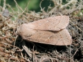 Orthosia cerasi