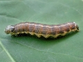 Orthosia_cruda_Raupe.jpg