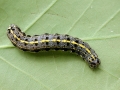 Orthosia miniosa (Raupe)