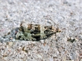 Orthotaenia undulana