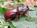 Oryctes nasicornis